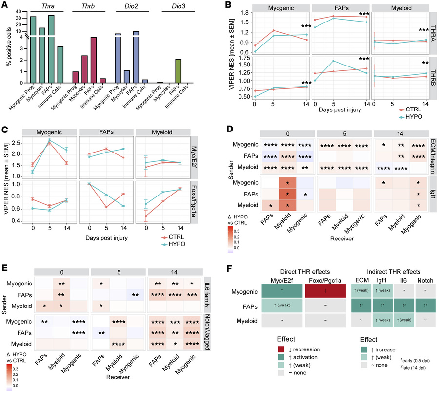 Thyroid hormone (T3) signaling and downstream regulatory programs during...