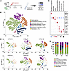 scRNA-seq of TAM shows different muscle-resident cell dynamics in response