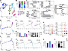 scRNA-seq and trajectory analysis reveal altered myogenic cell state transi