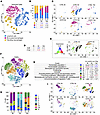Thyroid hormone deficiency alters the immune and FAP landscape during skele