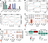 Thyroid hormone (T3) signaling and downstream regulatory programs during mu