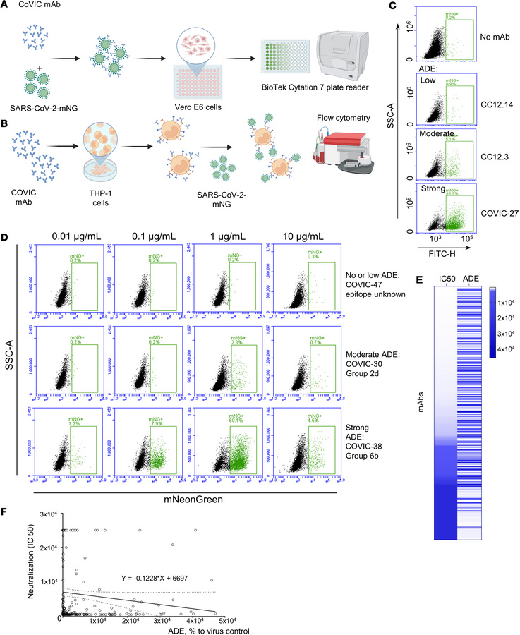 Both neutralizing and non-neutralizing mAbs increase susceptibility of T...
