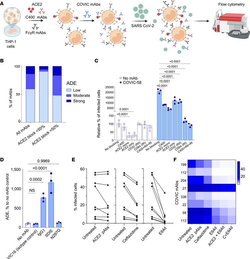 The extent of ADE depends on binding to ACE2 and Fcγ receptors.
(A) Sche...