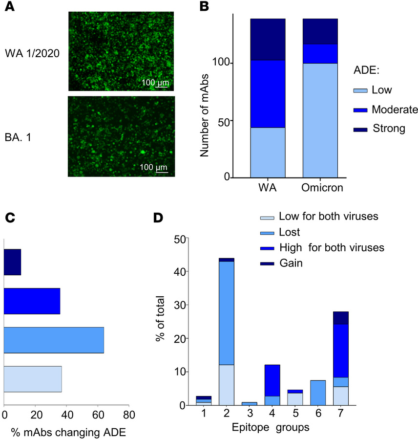 Antigenic drift of SARS-CoV-2 does not lead to increased ADE.
(A) ADE in...