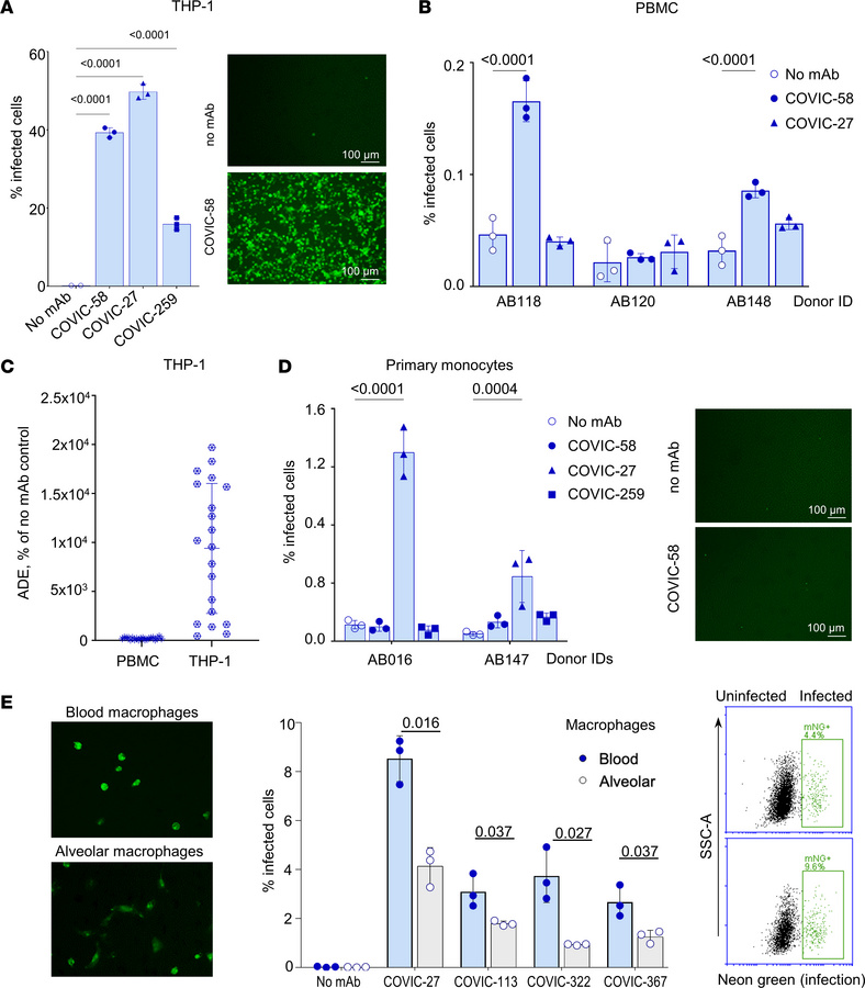 ADE observed in various types of immune cells.
(A) THP-1, percentage inf...