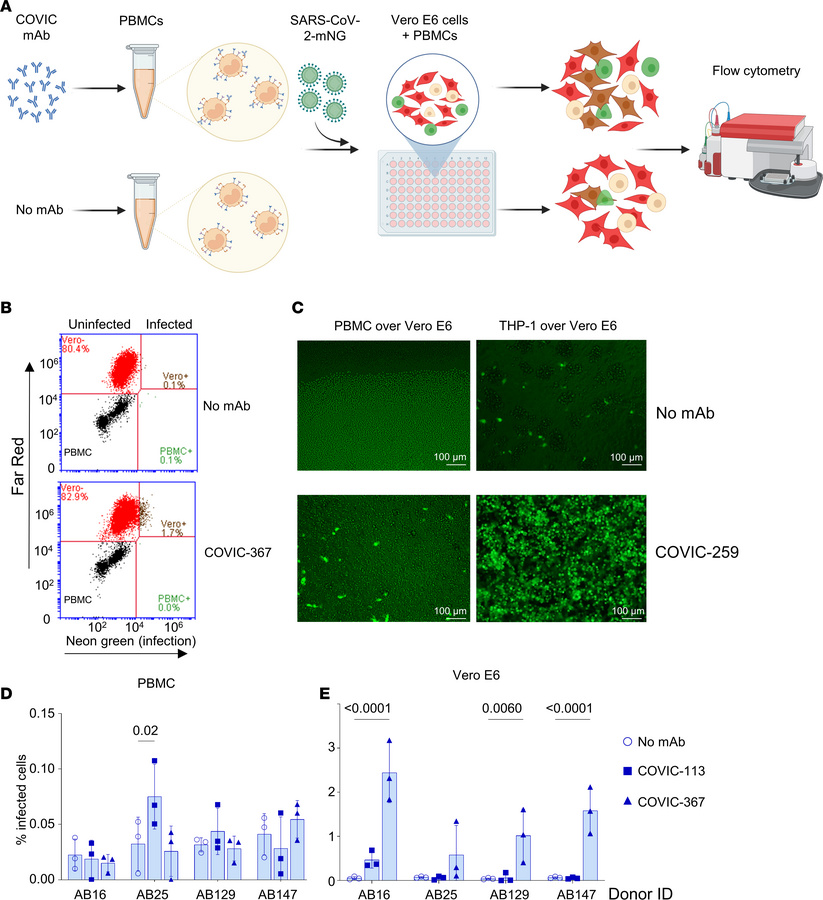 ADE enhances productive infection leading to viral dissemination.
PBMCs ...