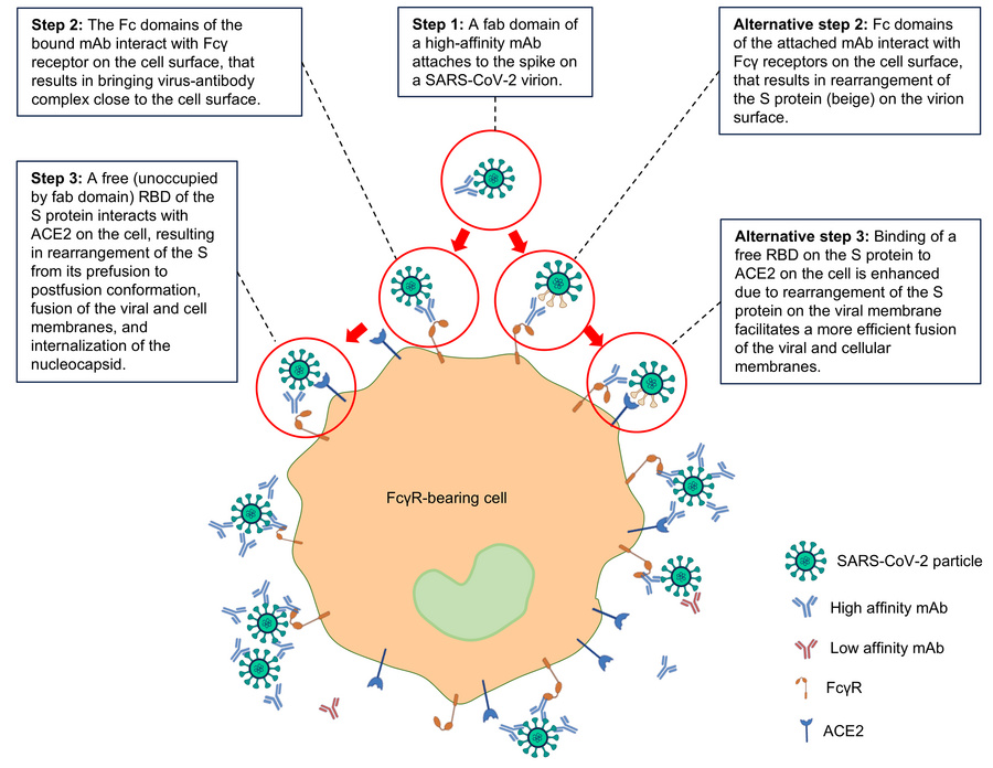 Graphic model.
A model of mechanisms of ADE of SARS-CoV-2 infection.