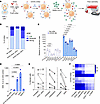 The extent of ADE depends on binding to ACE2 and Fcγ receptors.