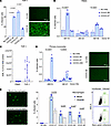 ADE observed in various types of immune cells.