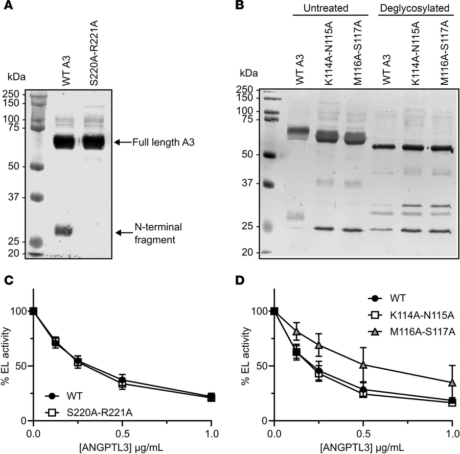 Identification of cleavage-resistant and glycosylation-resistant ANGPTL3...