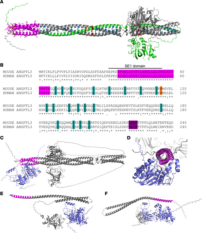 Structure-function models of ANGPTL3.
(A) Predicted structure of ANGPTL3...