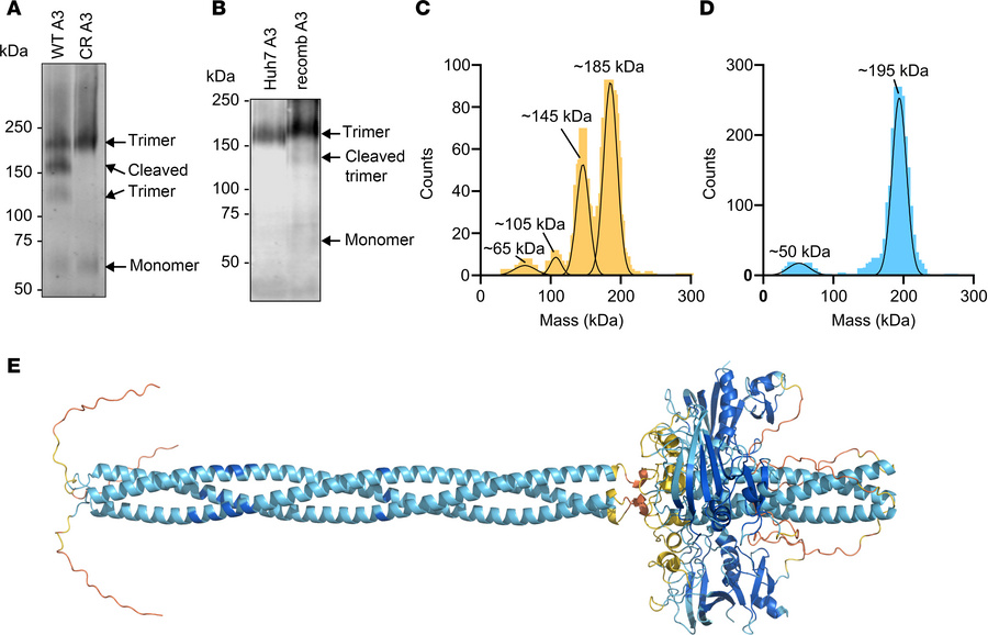 Wild-type ANGPTL3 forms a homotrimer.
(A) Blue NativePAGE and immunoblot...