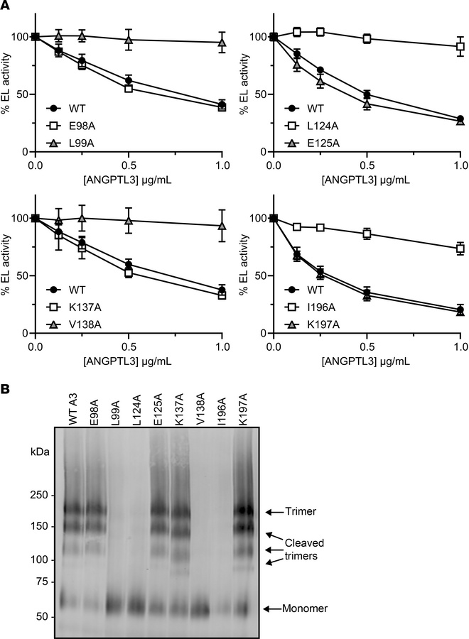 Aliphatic hydrophobic residues are essential for EL inhibition and ANGPT...