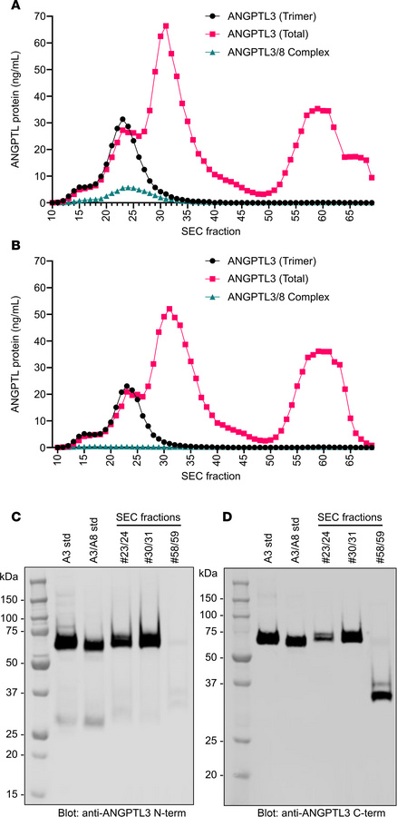 Subpopulations of ANGPTL3 in normal human serum.
(A) Pooled human serum ...