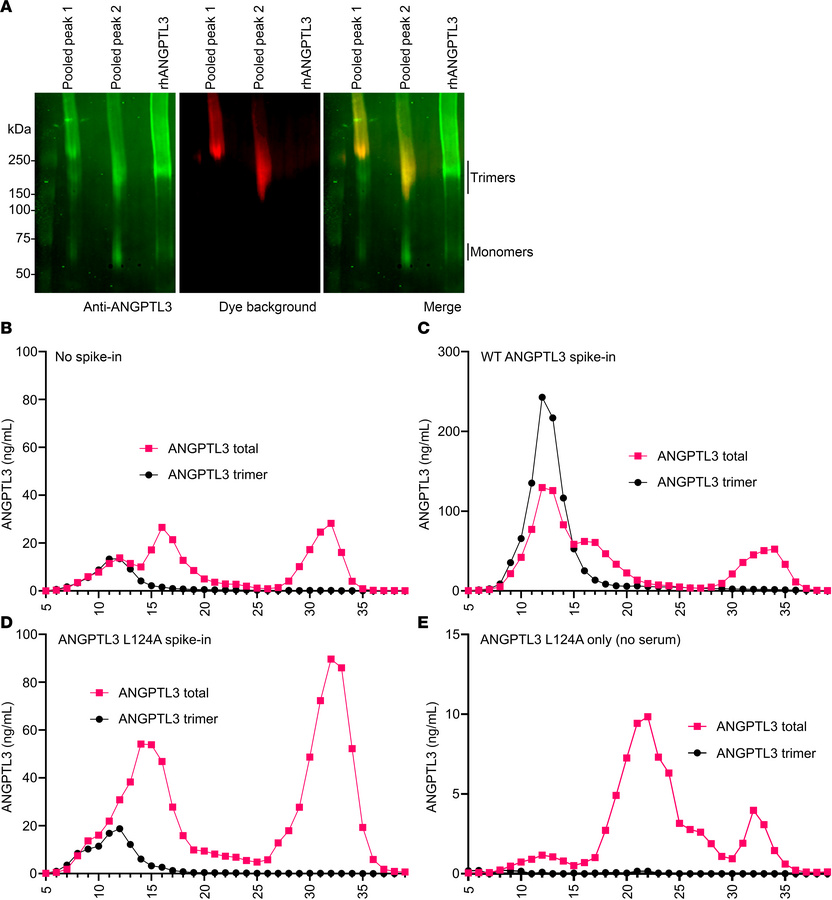 Large amounts of ANGPTL3 monomers are present in human serum.
(A) Neighb...