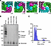 Mutations to aliphatic hydrophobic residues prevent the formation of stable