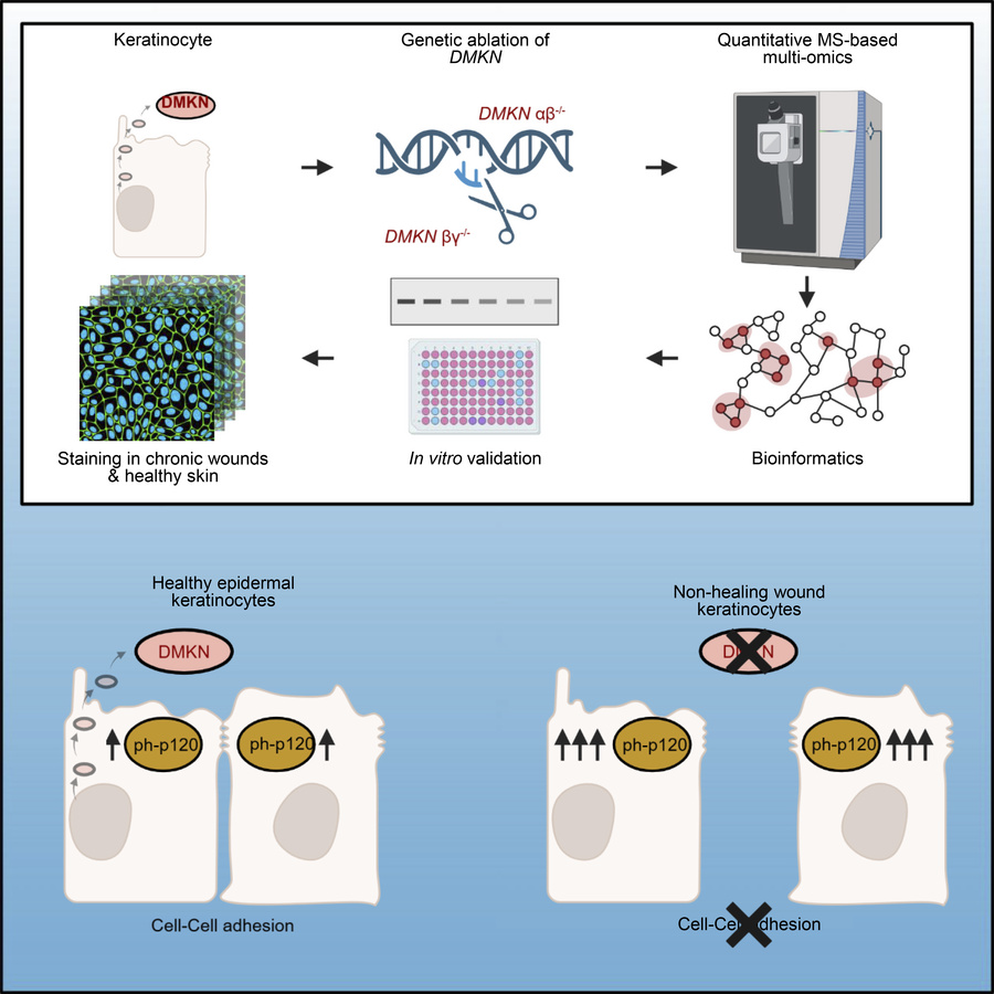 graphical abstract