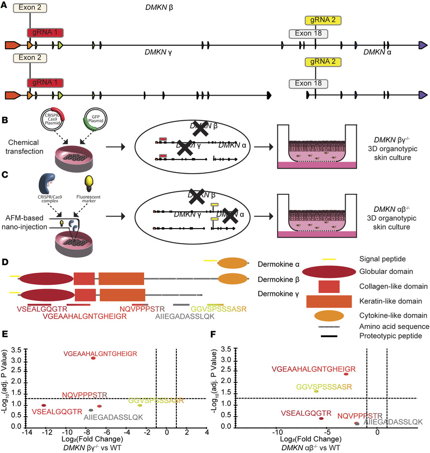 Targeted proteomics validates the knockout of dermokine in human keratin...