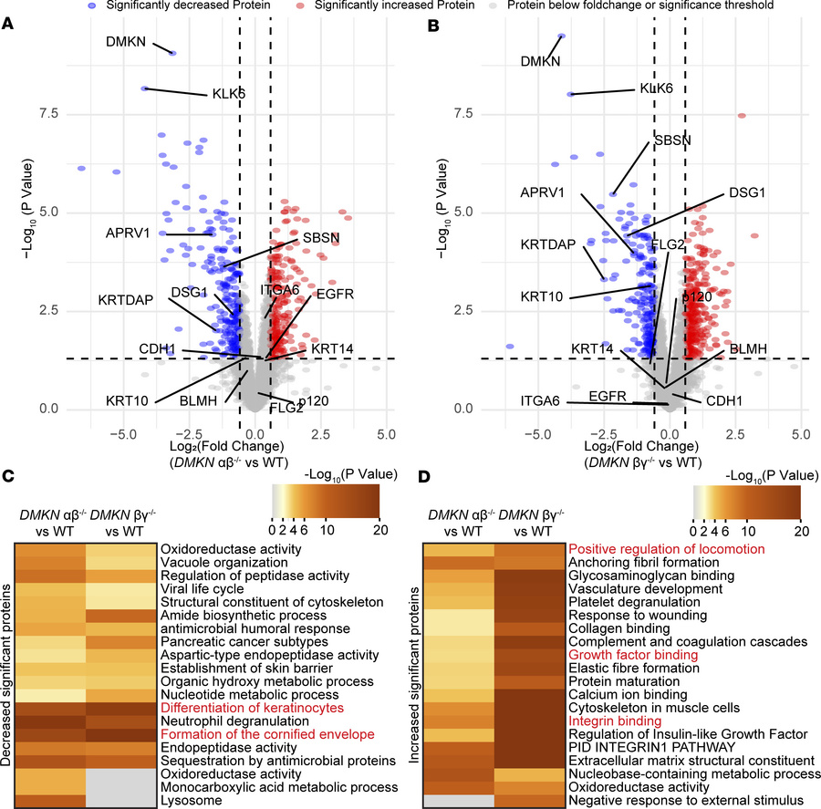 Proteomic analysis of dermokine-ablated 3D organotypic skin cultures sho...