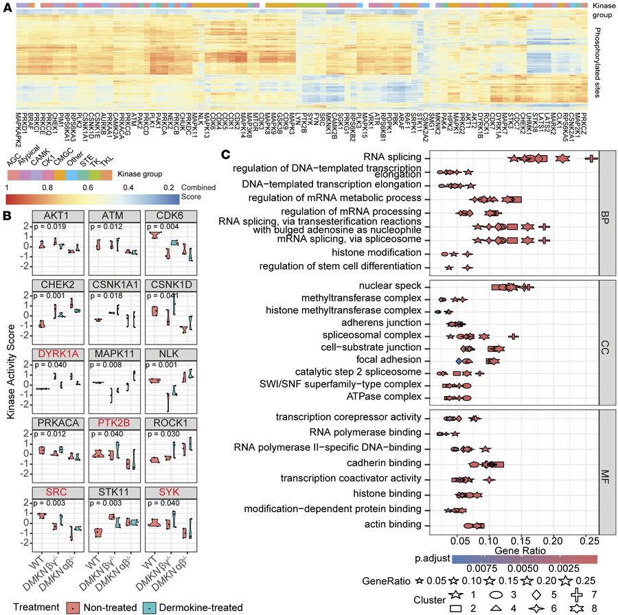Absence of dermokine results in phosphorylation changes in adhesion prot...
