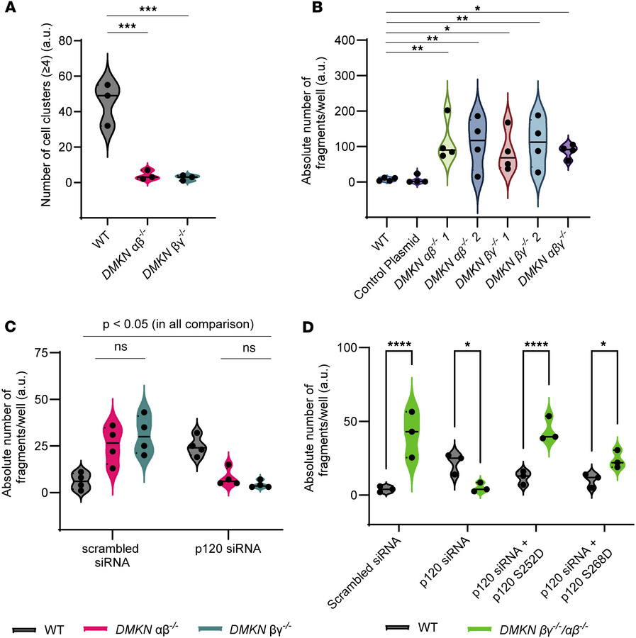Cell-cell adhesion decreases in dermokine-depleted keratinocytes.
(A) Qu...