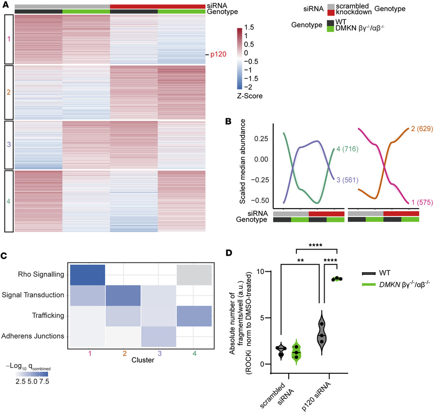 p120 perturbation and ROCK1 inhibition in keratinocytes regulate cell-ce...