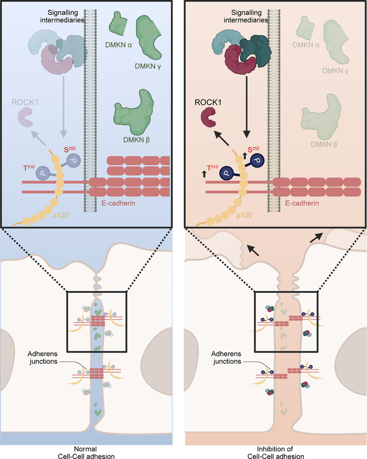 Model of dermokine function in human keratinocytes.
Schematic of the put...