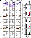 Staining of DMKN-KO and WT 3D organotypic skin cultures shows changes in ep