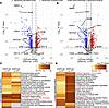 Proteomic analysis of dermokine-ablated 3D organotypic skin cultures shows