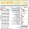 Absence of dermokine results in phosphorylation changes in adhesion protein