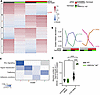 p120 perturbation and ROCK1 inhibition in keratinocytes regulate cell-cell
