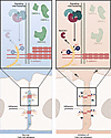 Model of dermokine function in human keratinocytes.