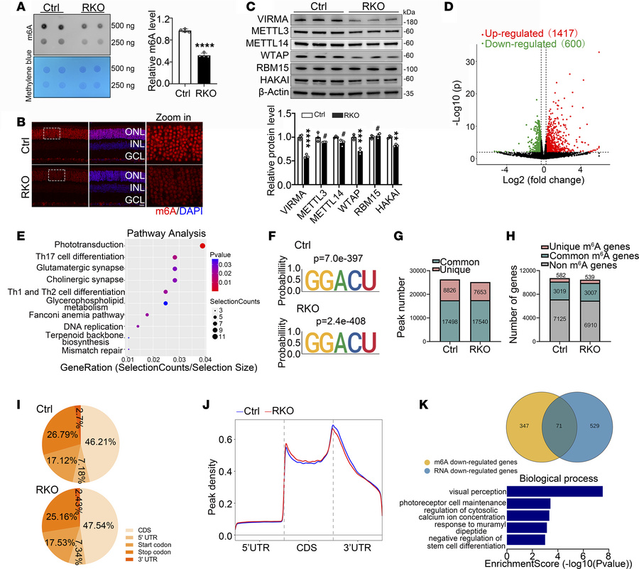 Loss of Virma led to reduction of global m6A modification abundance in t...