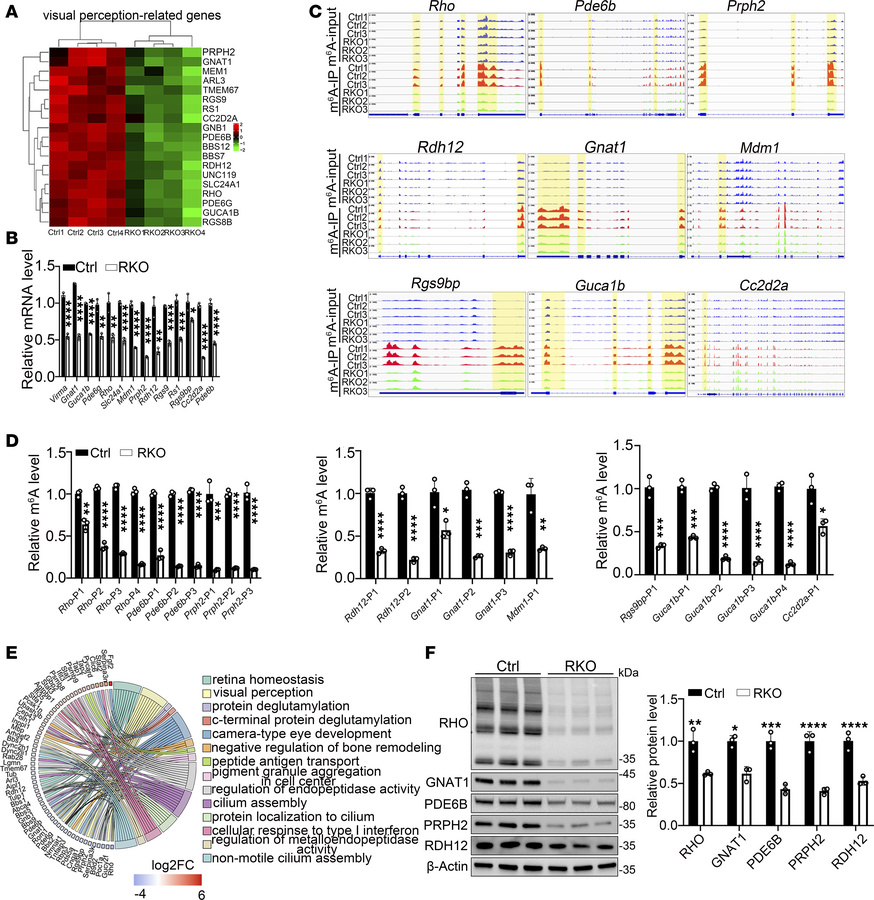 
Virma regulated visual perception–associated gene expression via m6A mo...