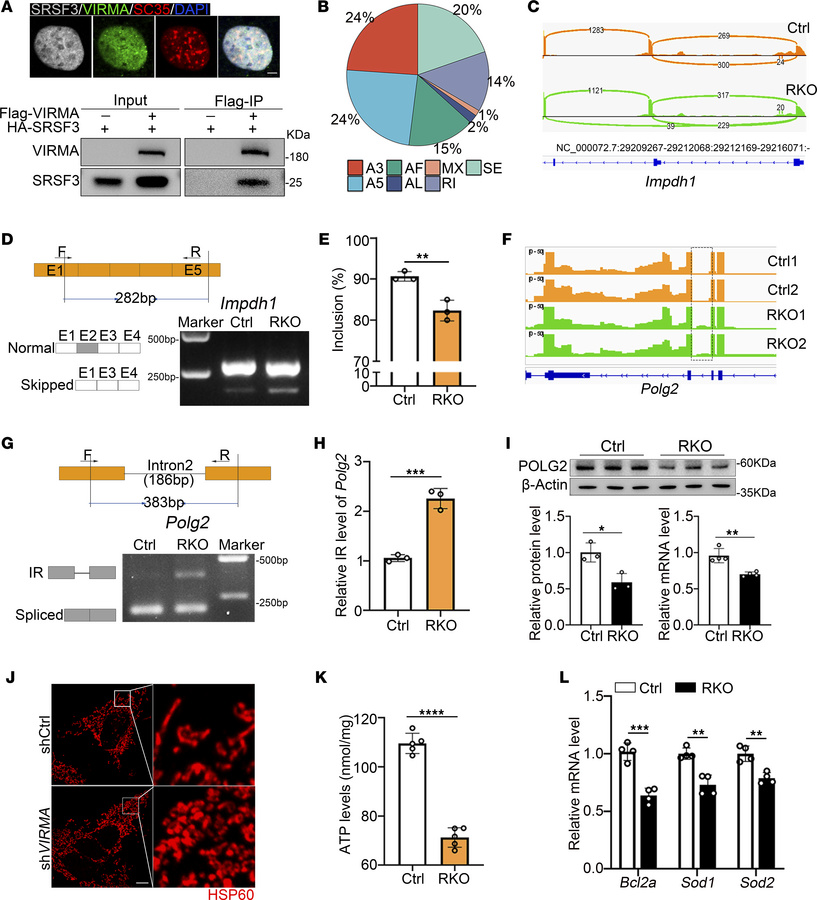 
Virma is involved in alternative splicing of transcripts in retina.
(A)...