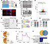 Loss of Virma led to reduction of global m6A modification abundance in the