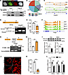 Virma is involved in alternative splicing of transcripts in retina.