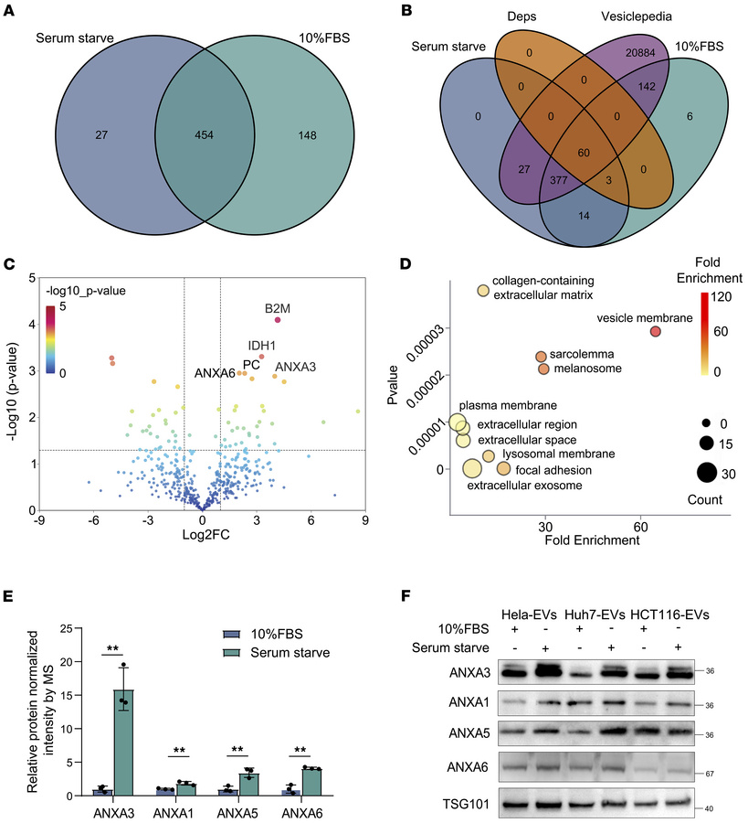 Proteomic characteristics of EVs induced by serum starvation.
(A) Venn d...
