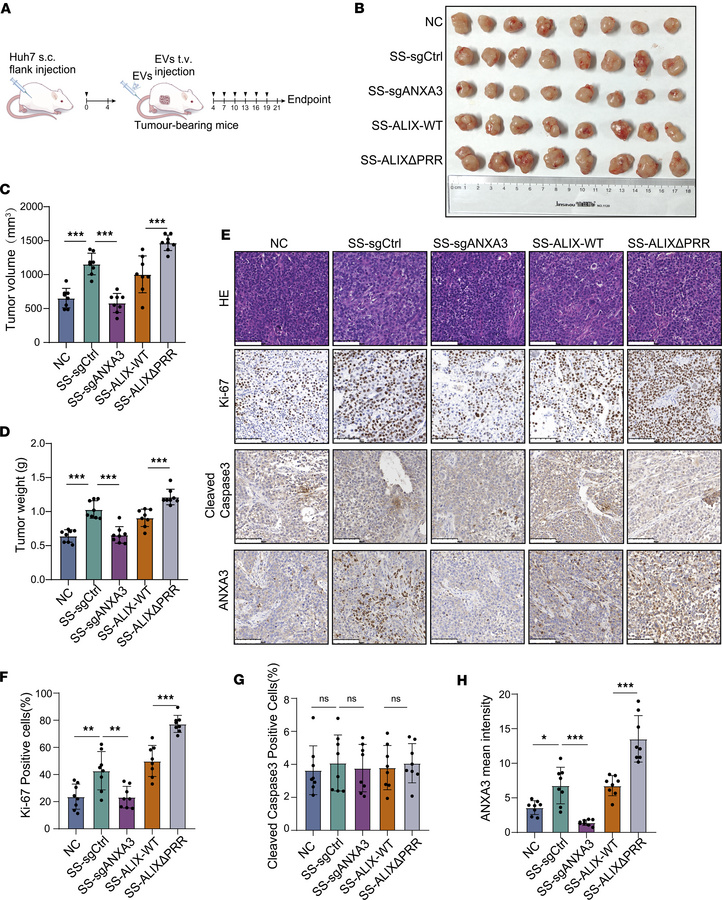 ANXA3+ EVs promote s.c. tumor growth in mice.
(A) Schematic of the anima...