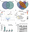 Proteomic characteristics of EVs induced by serum starvation.
