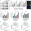ANXA3+ EVs promote tumor cell migration and proliferation.