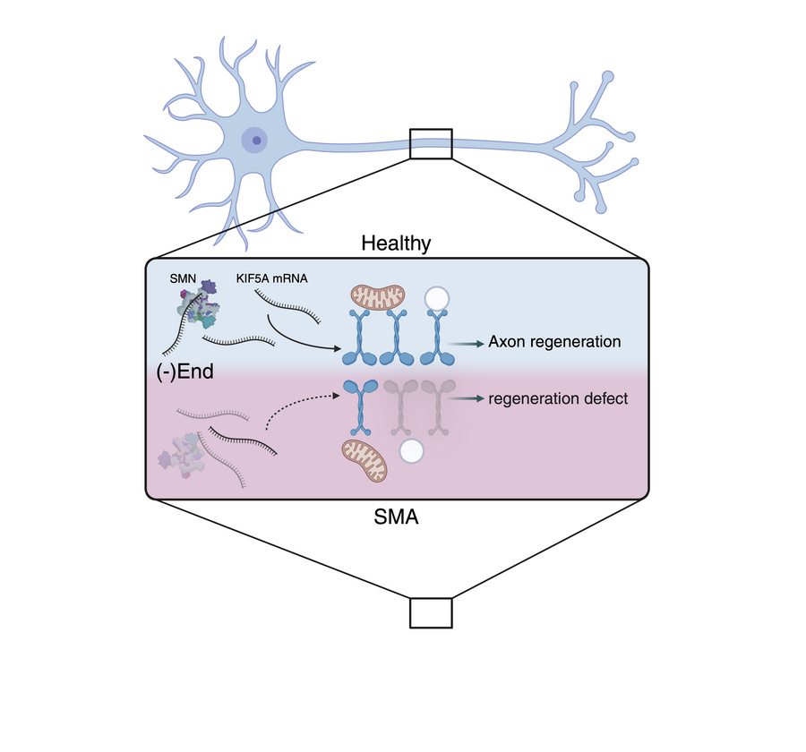 graphical abstract