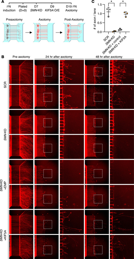 KIF5A overexpression rescues axonal regeneration defects in SMN-deficien...