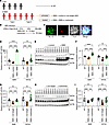 KIF5A is downregulated in SMA patient–derived iPSC motor neurons.