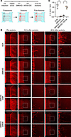 KIF5A overexpression rescues axonal regeneration defects in SMN-deficient n