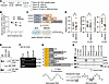 SMN contributes to KIF5A mRNA stability through 3′-UTR–dependent mechanism.
