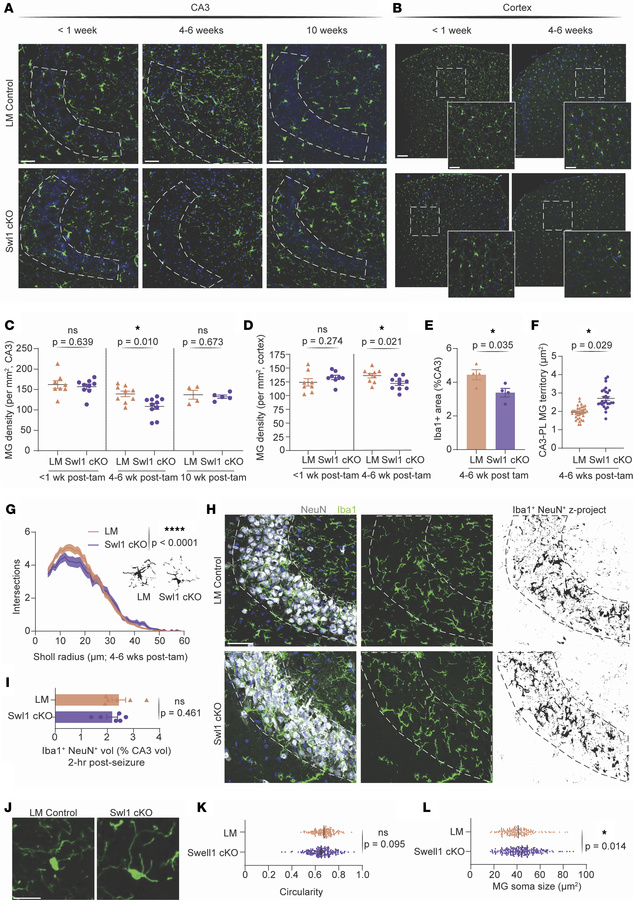Transient microglial loss and morphological remodeling in SWELL1 cKO mic...