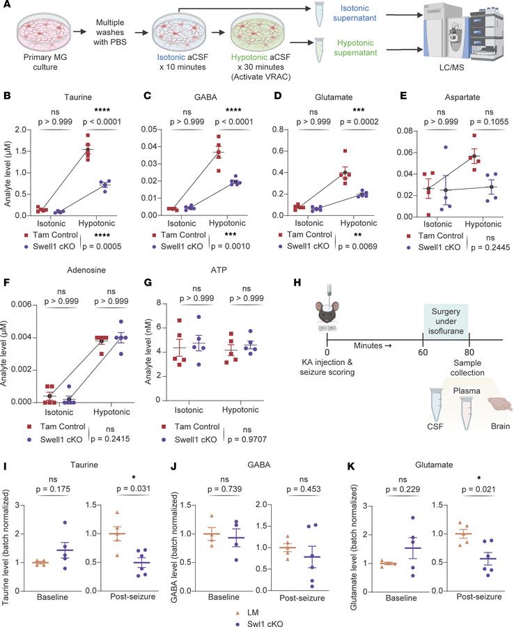SWELL1 deletion impairs microglial release of neuroactive metabolites.
(...