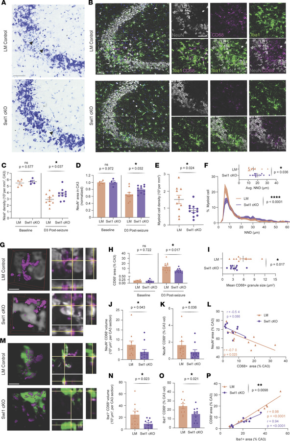 SWELL1 deletion confers paradoxical neuroprotection after seizures due t...