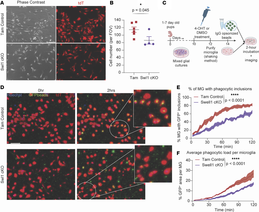 Cell-autonomous proliferative and phagocytic deficits in cultured SWELL1...
